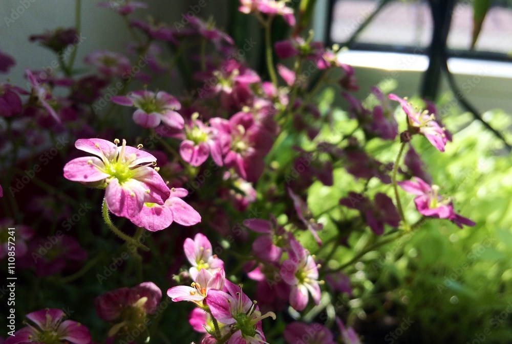 Obraz premium flowers in the sun