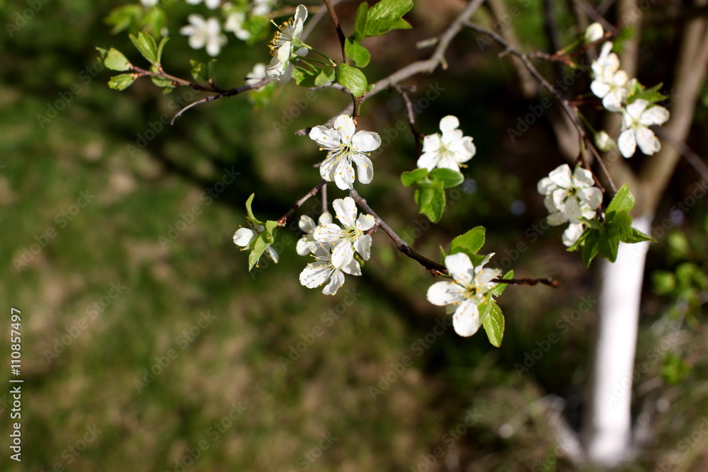White flowers of the plum blossoms on a spring day in the park o