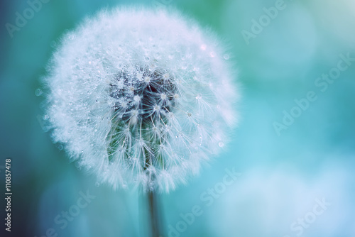 Fototapeta Naklejka Na Ścianę i Meble -  white fluffy dandelion on a background of gentle turquoise, pale emerald. fluffy soft fluff with dew drops on the tips.
