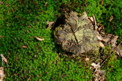 Mousse forêt humide bois tapis humidité vert sous-bois feuille