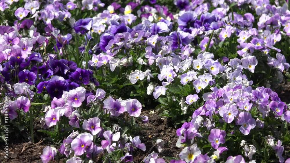 horn violet on the flower bed in springtime horn violet on the flower bed in springtime