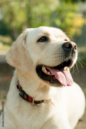 purebred labrador white closeup outdoors