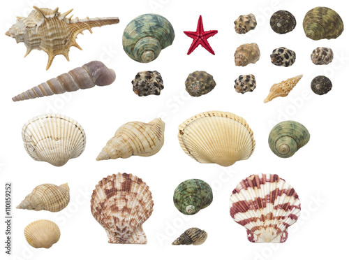 Obraz na plátně shells set isolated on white background
