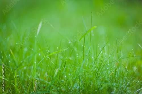 Green grass with dew