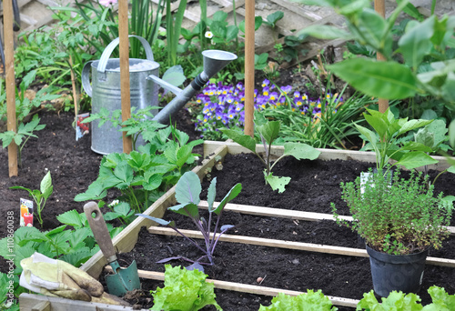 jeunes plants de légumes dans carré potager