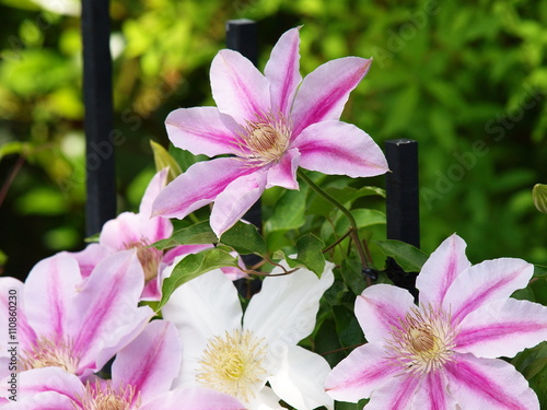 目立ちがり屋な一輪