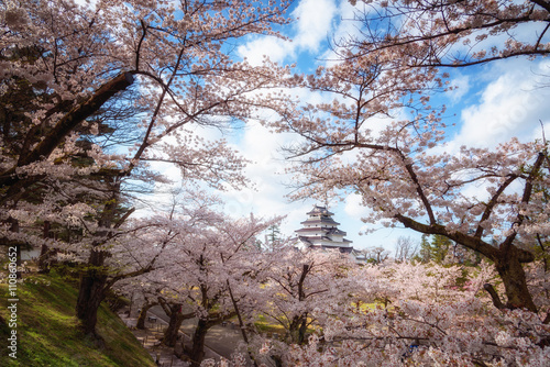 Tsuruga Castle (Aizu castle) surrounded by hundreds of sakura tr photo