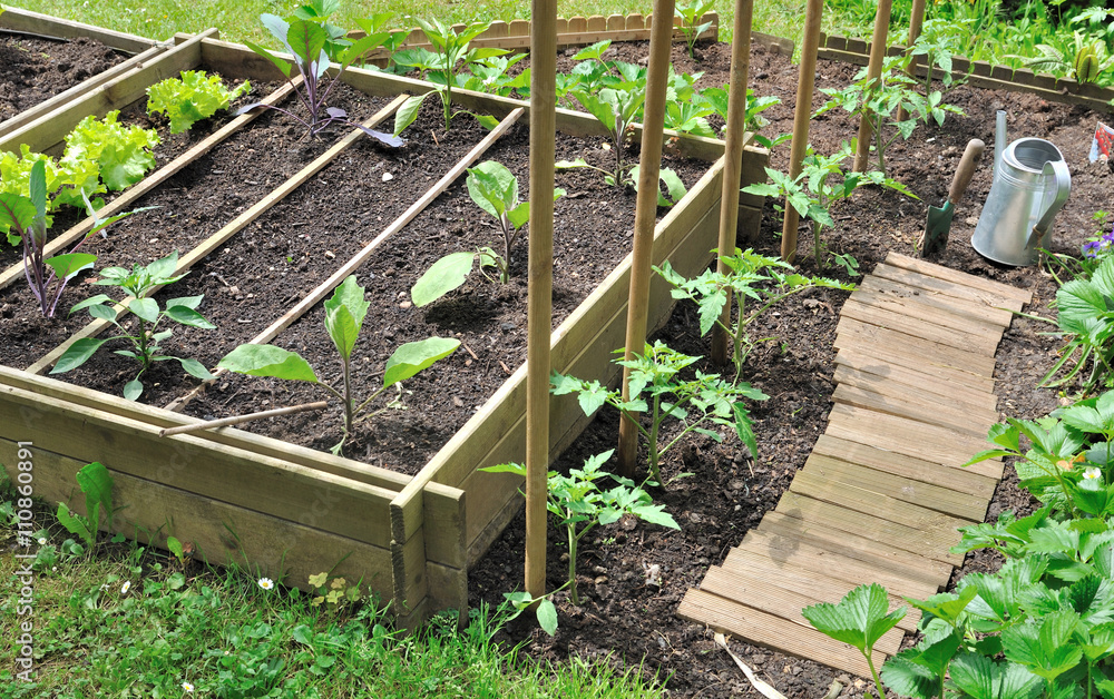 jeunes plants de légumes dans potager avec bac en bois Stock Photo | Adobe  Stock
