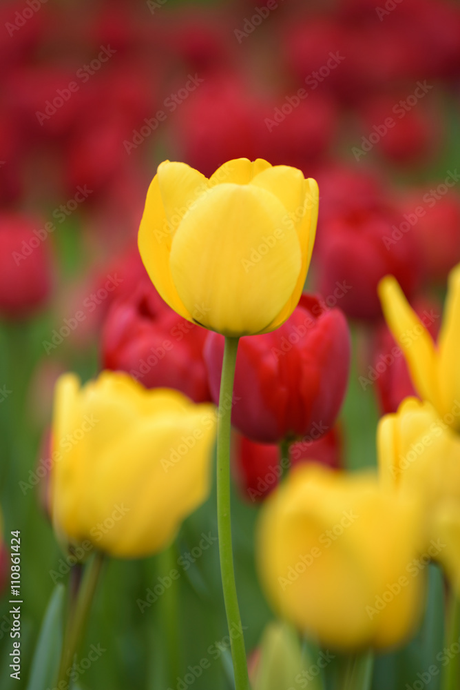 Fototapeta premium Yellow tulips. Colorful tulips in spring season