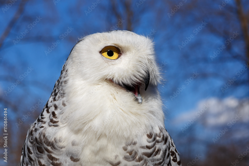 Closeup portrait of a Snowy Owl on Blue sky