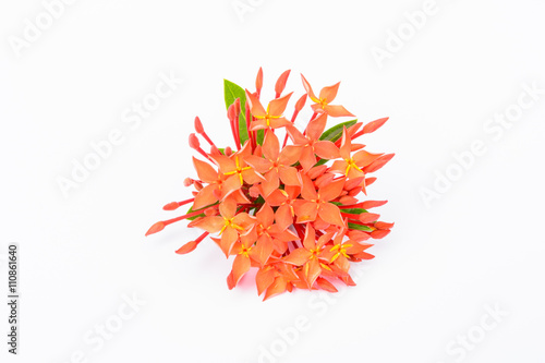 Red flower with white background