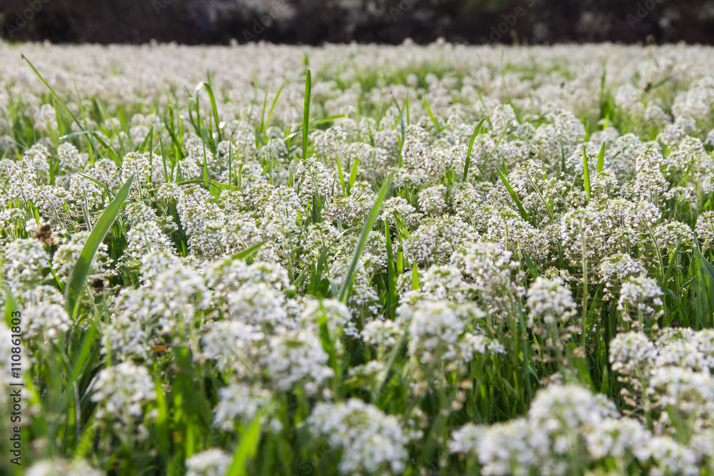 Pradera o prado verde tapizado de flores blancas ( Thlaspi ) Pradera o prado verde tapizado de flores blancas ( Thlaspi )