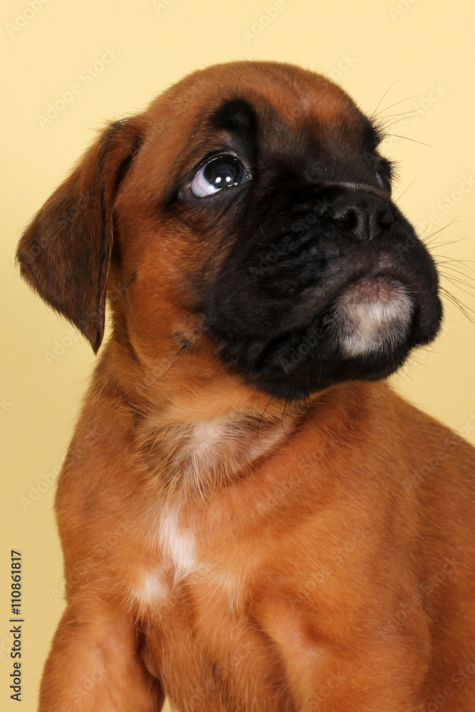 red puppy boxer fearfully looking up