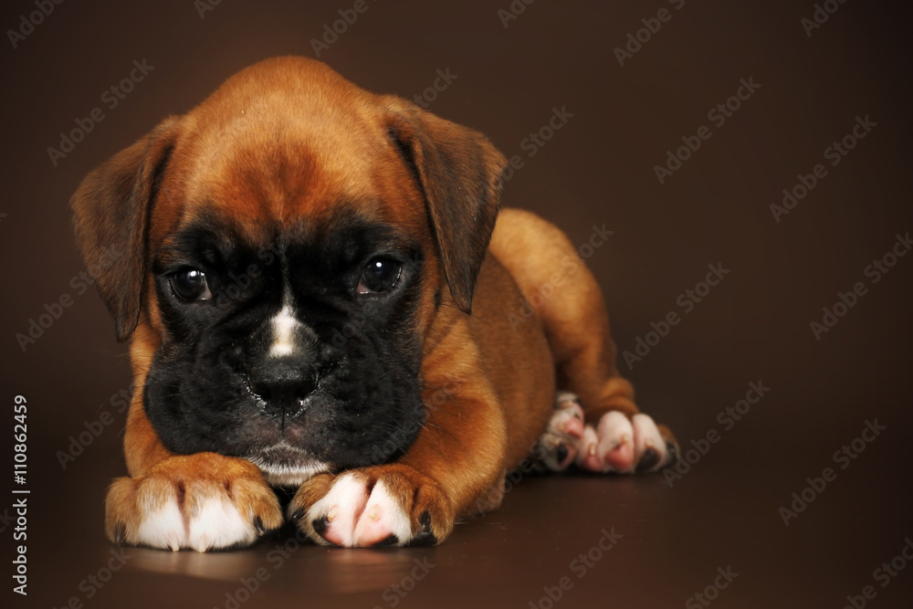 Obraz premium Sad puppy boxer laid his head on paws