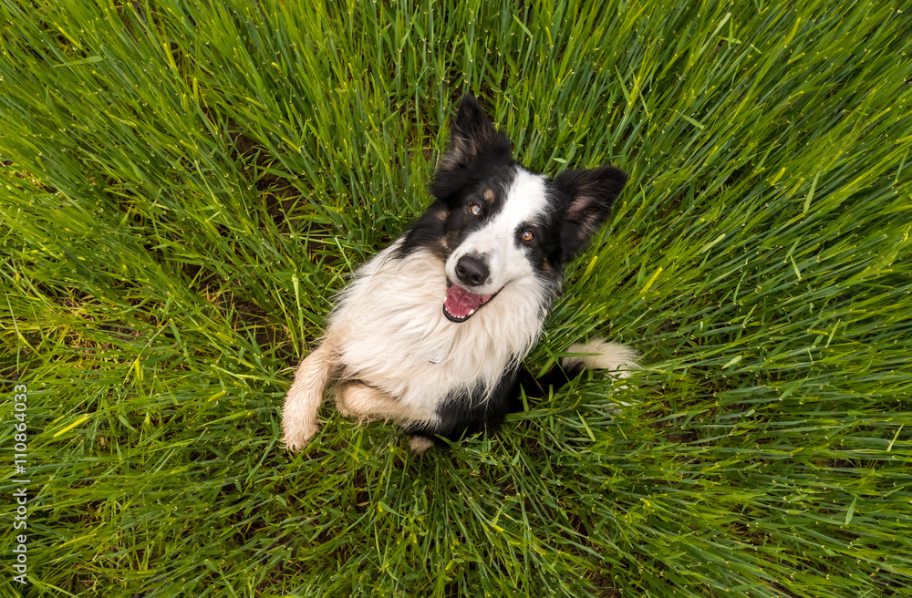 Male border collie in the middle of field Male border collie in the middle of field