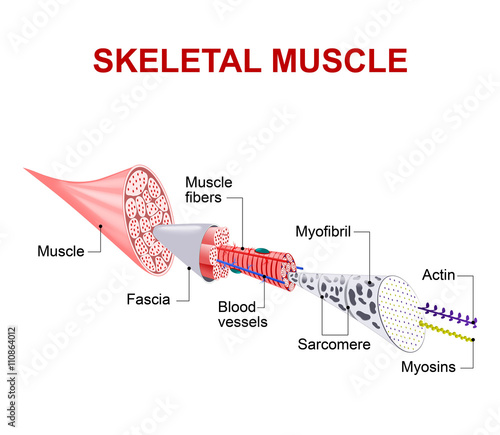 Fotografia Structure of skeletal muscle