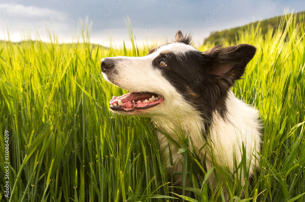 Male border collie in the middle of field