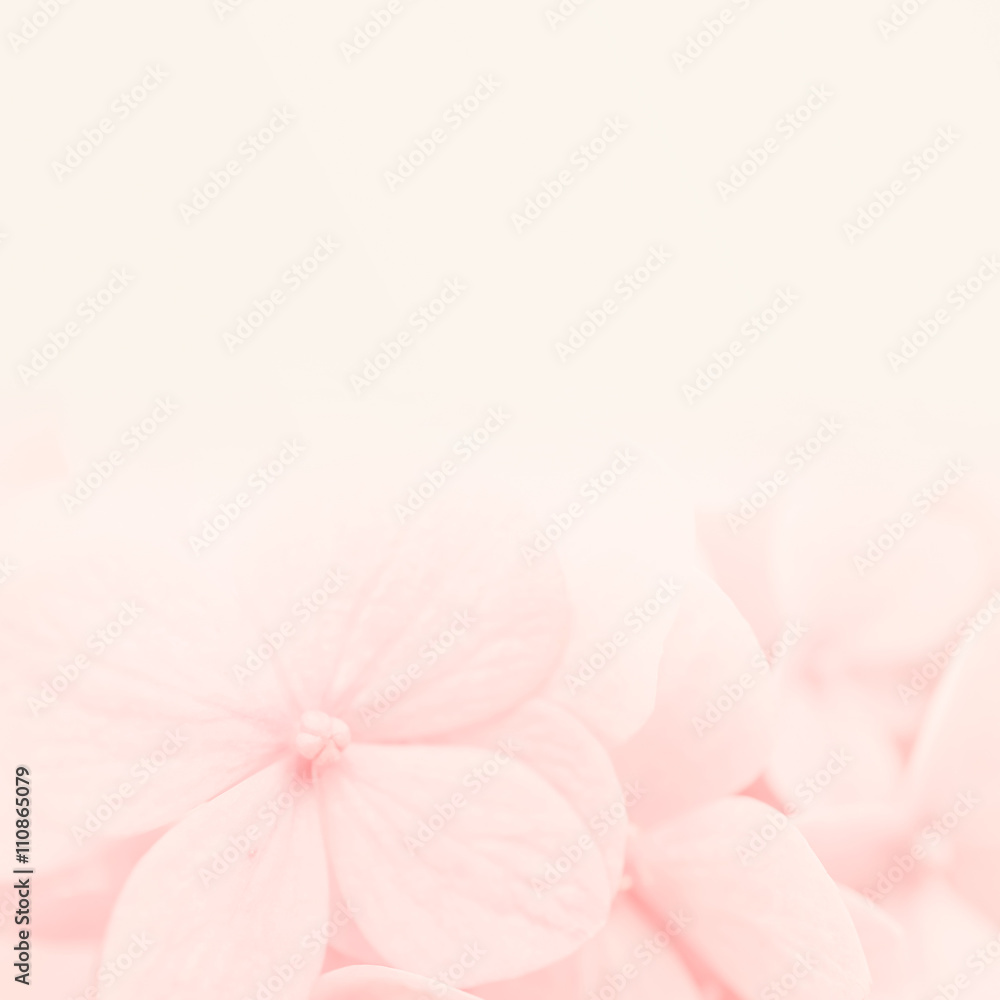 sweet color hydrangea in soft and blur style for natural background


