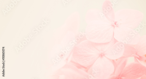 Fototapeta Naklejka Na Ścianę i Meble -  sweet color hydrangea in soft and blur style for natural background


