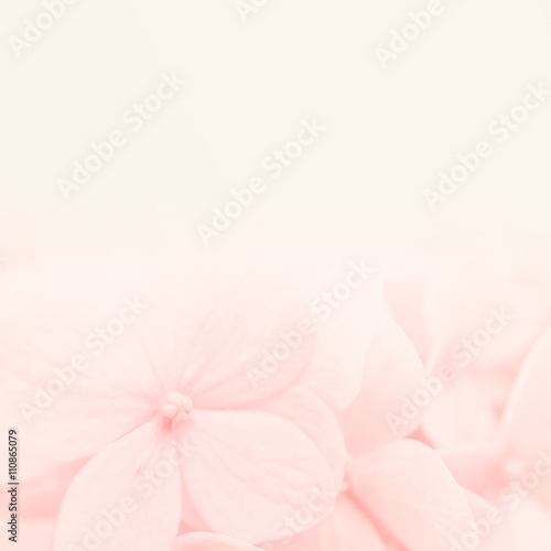 sweet color hydrangea in soft and blur style for natural background     © number1411