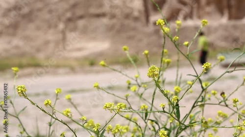 in iran antique garden with lots of different flowers in the wind photo