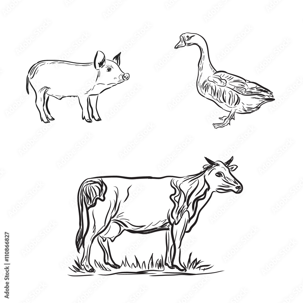 farm animals, sketch style, vector illustration