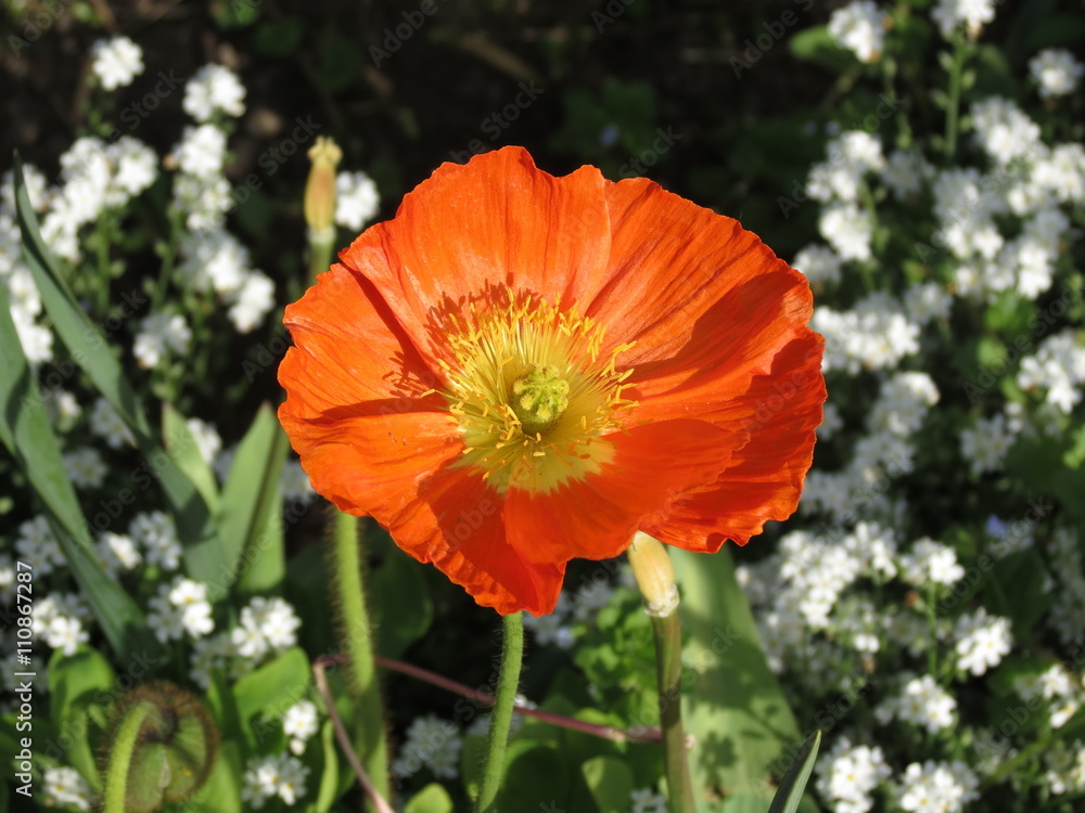 Pavot orange et petites fleurs blanches en Bourgogne Pavot orange et petites fleurs blanches en Bourgogne