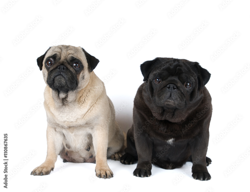 Two purebred pugs portrait