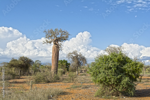 Ifaty, Мадагаскар