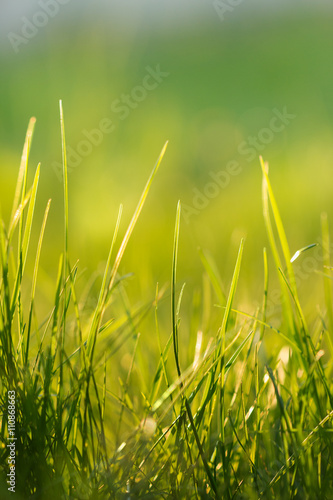 Fresh grass. Shallow depth of the field. Beautiful bokeh background