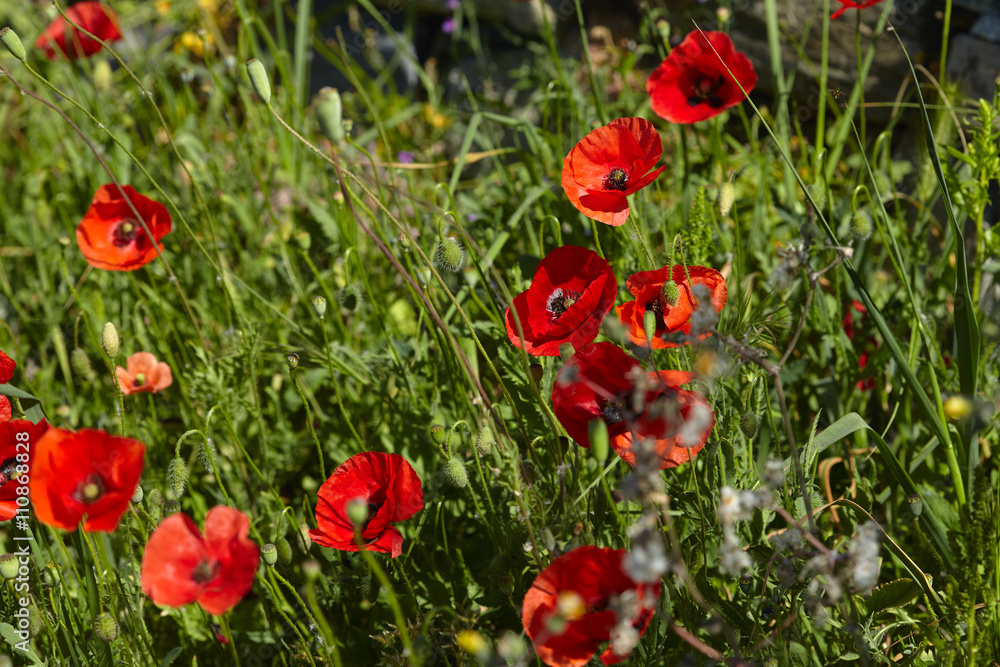 Fototapeta premium poppy field