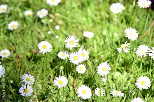 Wiese mit blühenden Gänseblümchen