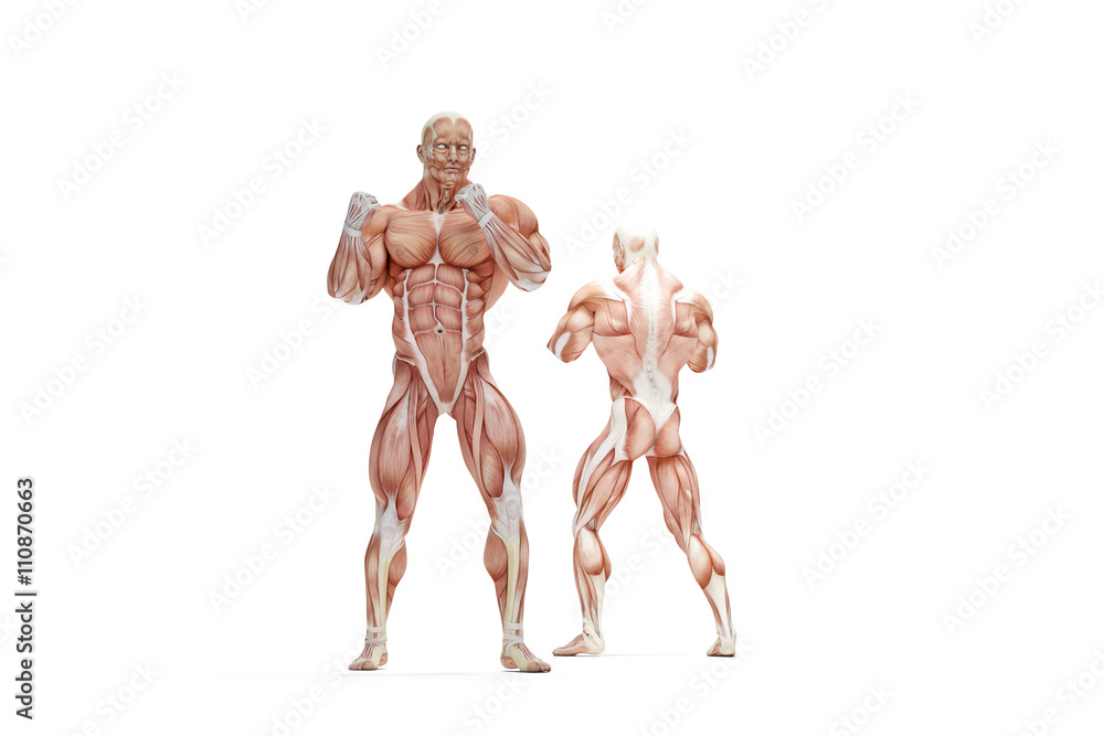 Human muscles anatomy. 3D illustration. Isolated, contains clipp Human muscles anatomy. 3D illustration. Isolated, contains clipp