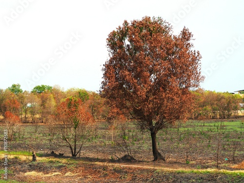 The burned tree and ground