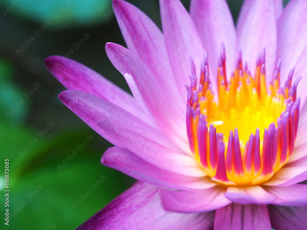 Closeup Lotus flower Closeup Lotus flower