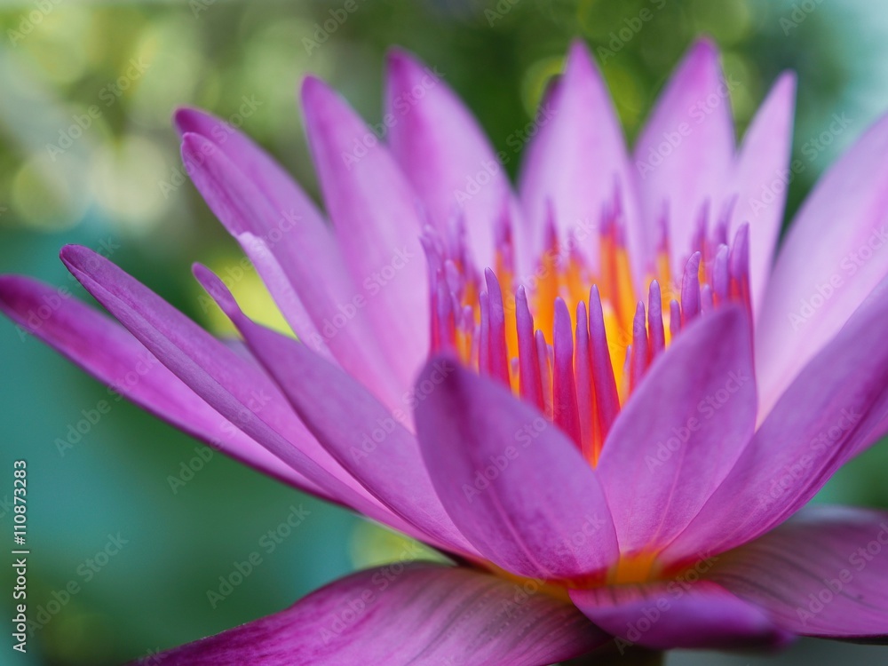 Closeup Lotus flower