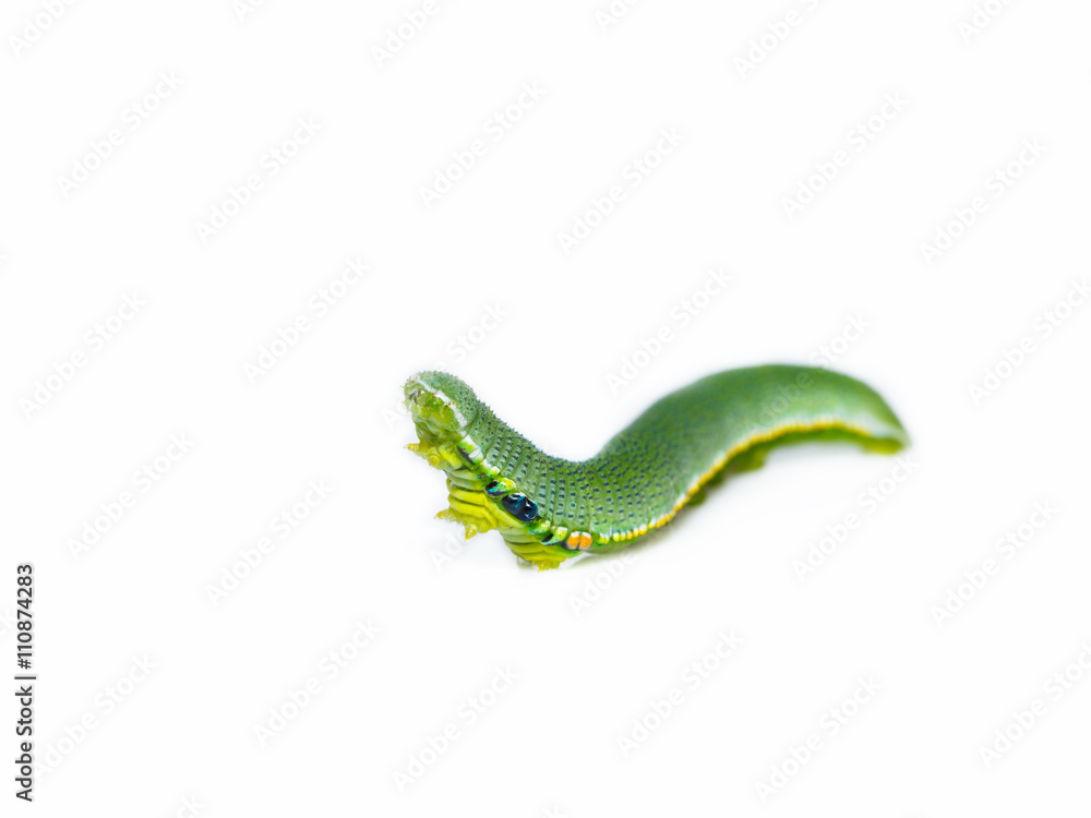 Caterpillar of great orange tip butterfly Caterpillar of great orange tip butterfly
