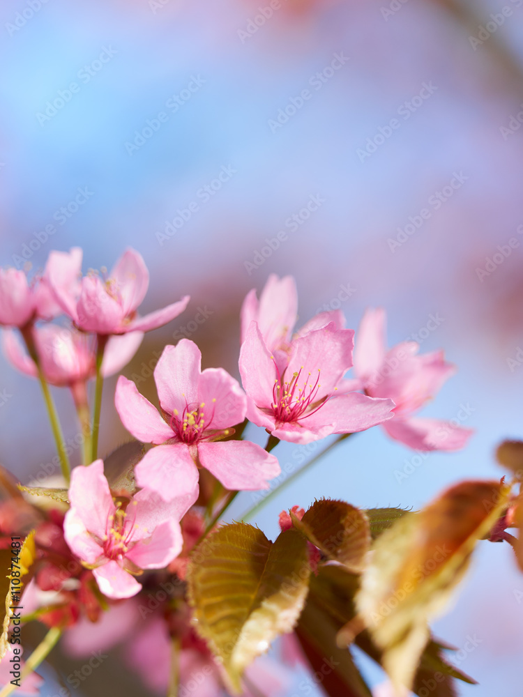 Obraz premium Pink Sakura Flowers