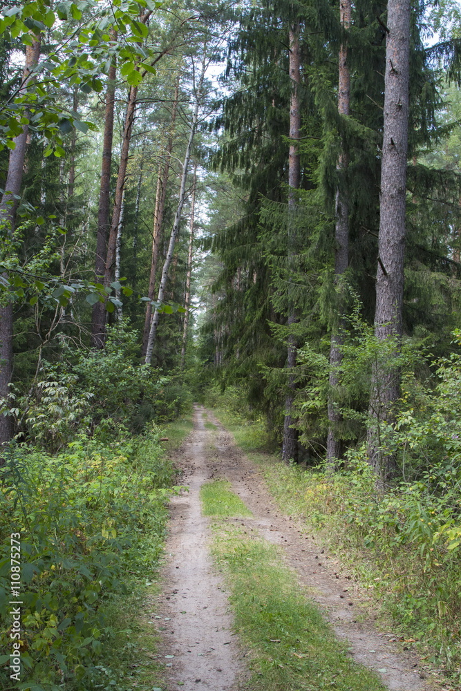 Road in the forest, summer landscape Road in the forest, summer landscape