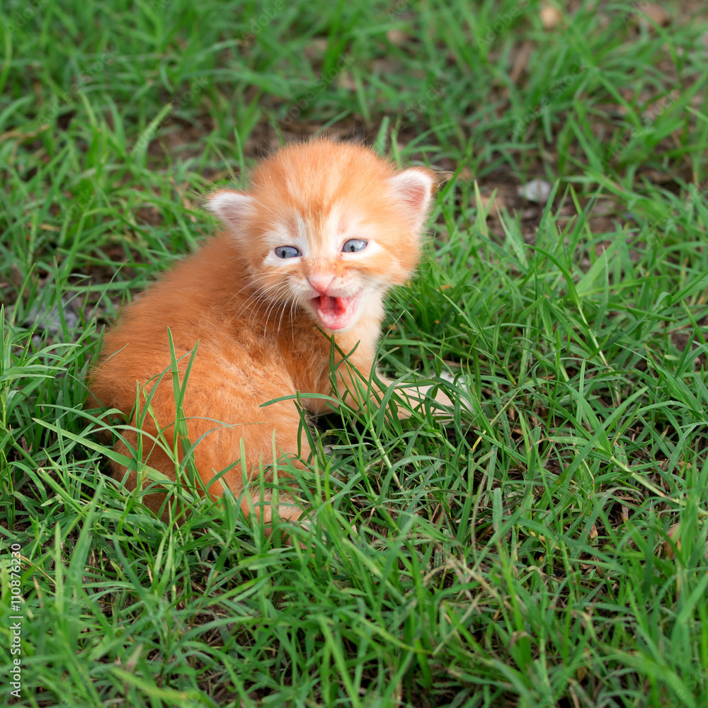 Kitten,cat on the grass
