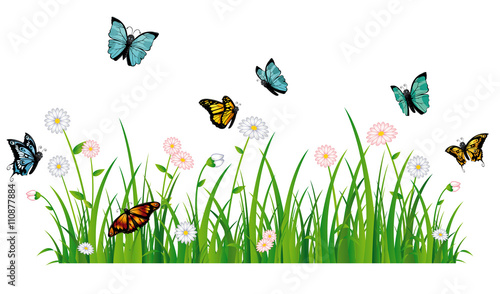 Schmetterlinge auf Sommerwiese