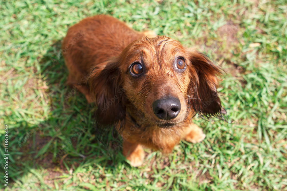 Ginger dachshund sitting in the middle of green grass. Ginger dachshund sitting in the middle of green grass.