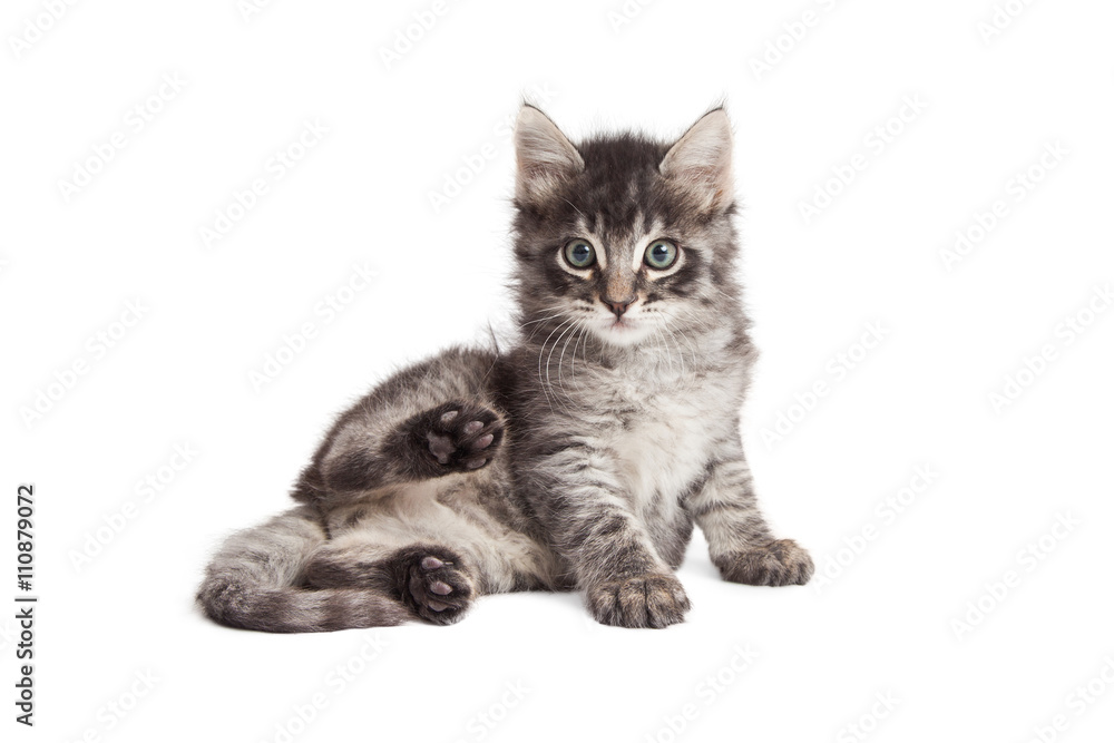 Cute kitten with back paws up on white