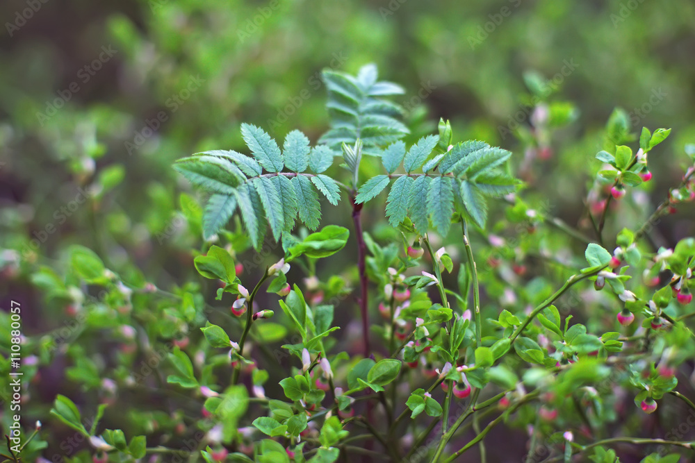 Young Rowan tree and blueberry bushes at spring Young Rowan tree and blueberry bushes at spring