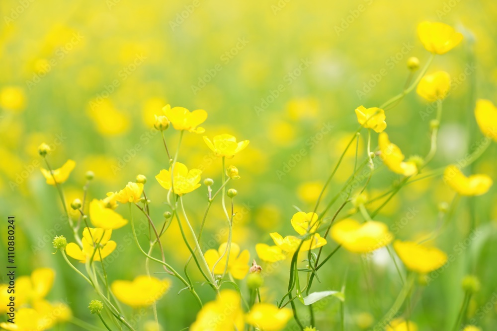 Fototapeta premium Blurry photo effect. Defocused yellow flowers and grass.