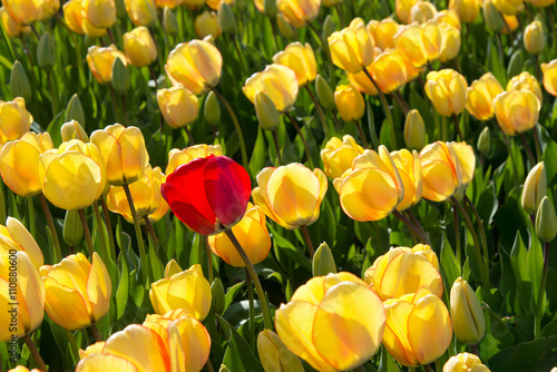 Fototapeta Naklejka Na Ścianę i Meble -  Einzelgänger