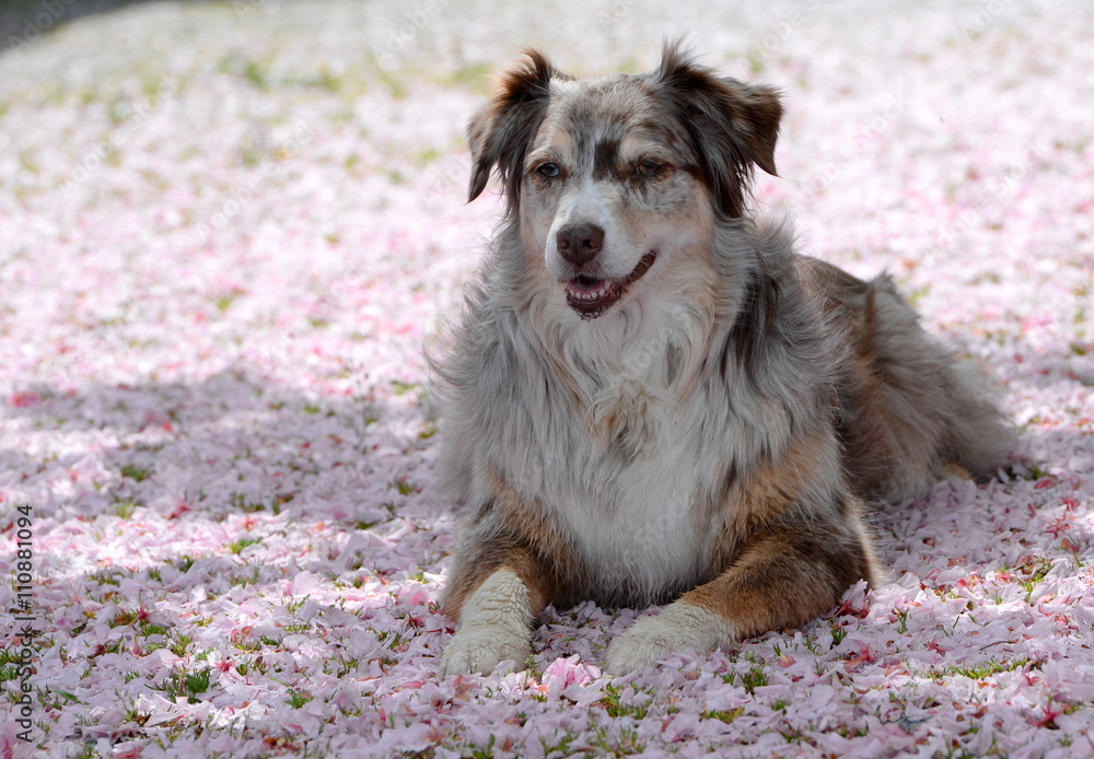 bed of flowers, Australien shepherd lying on cherry blossoms