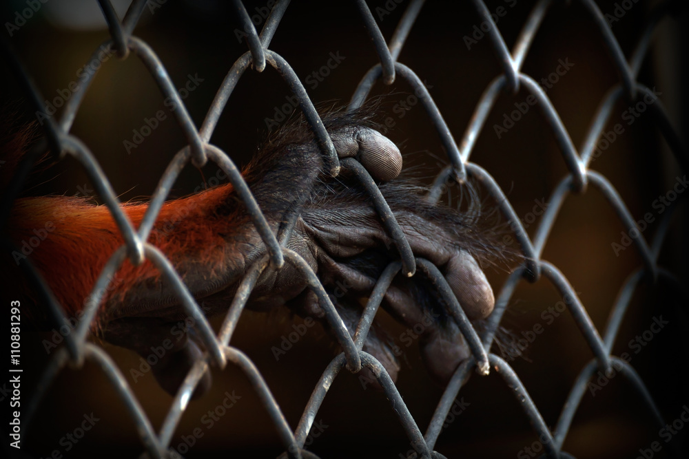 Obraz premium The illegal wildlife trade problem / Close up hand of monkey in cage. The illegal wildlife trade problem.