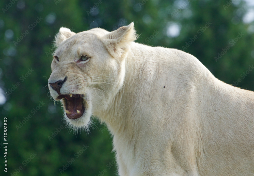 The background with the screaming dangerous lion The background with the screaming dangerous lion