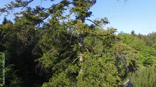 4k tree, aerial photo